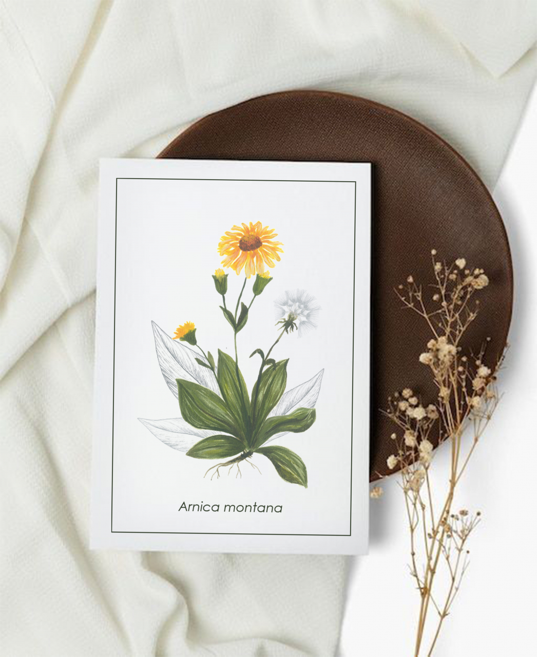 Cartolină Arnica [1]