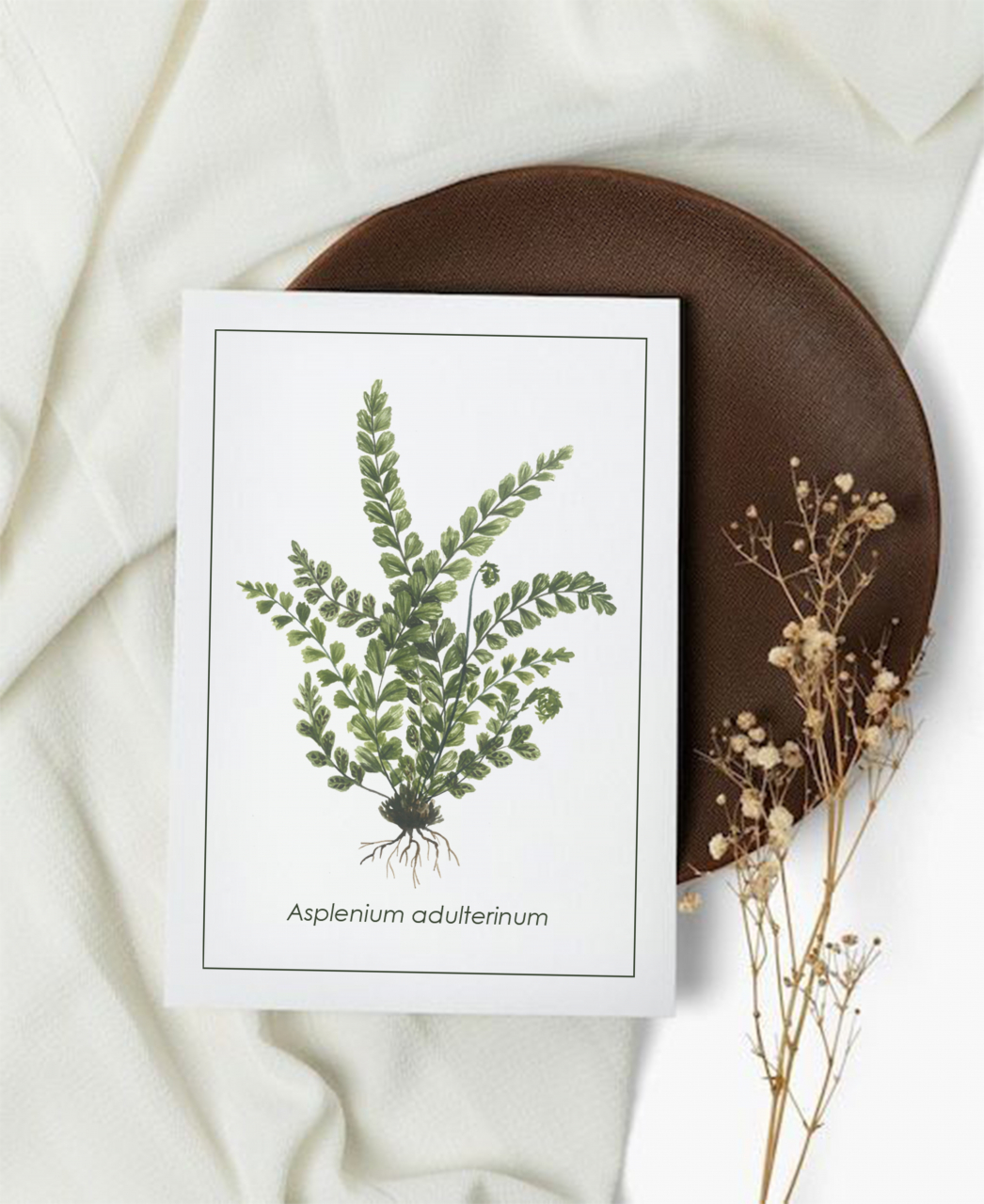 Cartolină Asplenium [1]