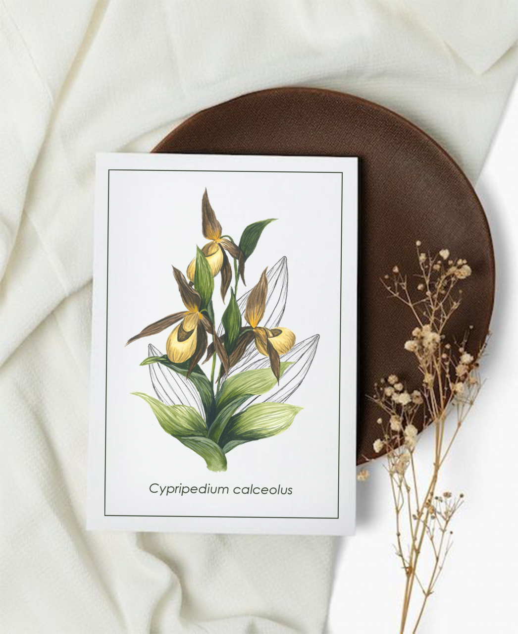 Cartolină Cypripedium [1]