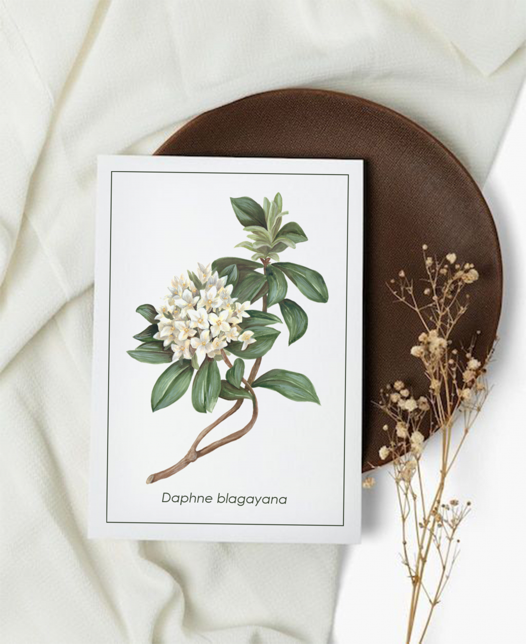 Cartolină Daphne [1]