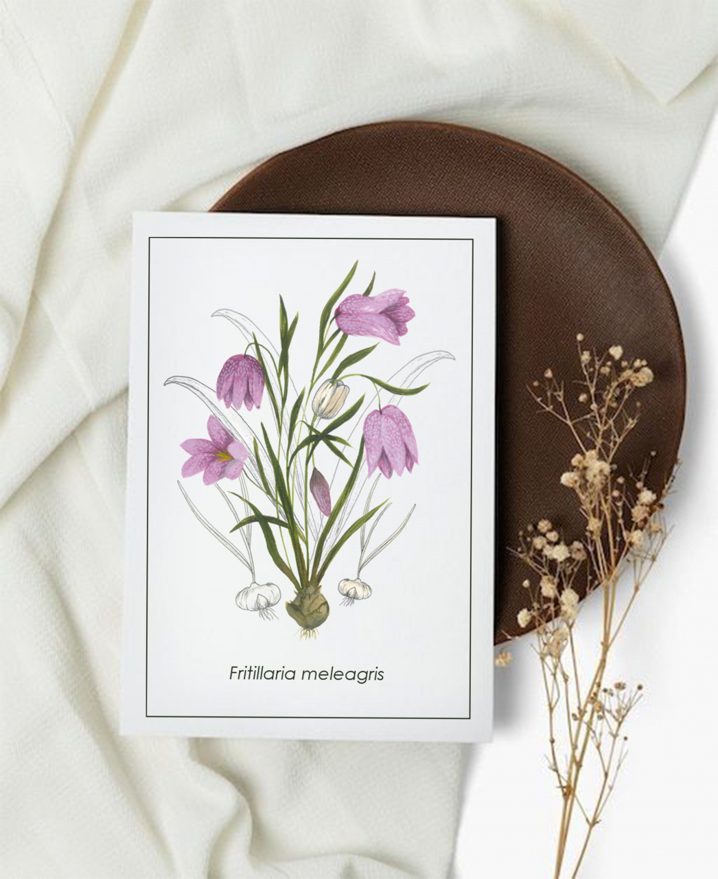 Cartolină Fritillaria [1]