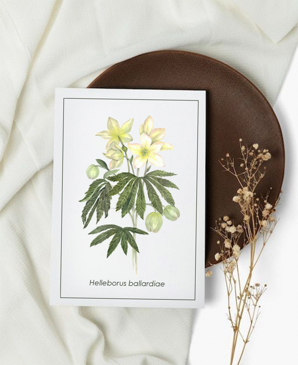 Cartolină Helleborus [1]