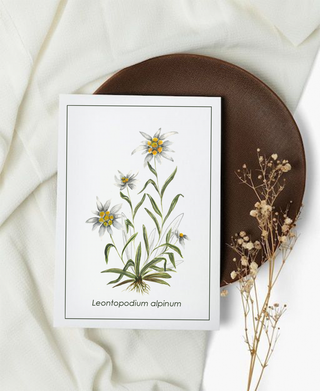 Cartolină Leontopodium [1]