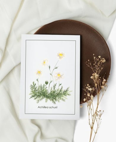 Cartoline - Cartolină Achillea