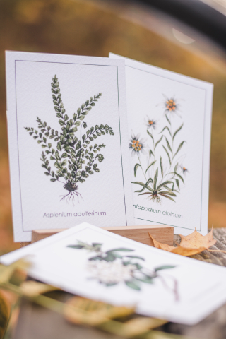 Cartolină Achillea [1]