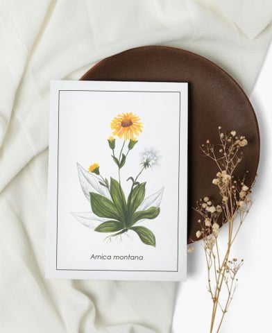 Cartoline - Cartolină Arnica