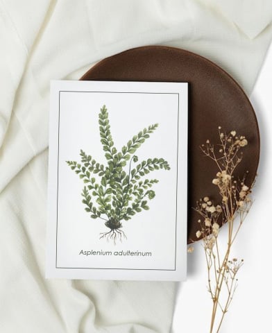 Cartoline - Cartolină Asplenium