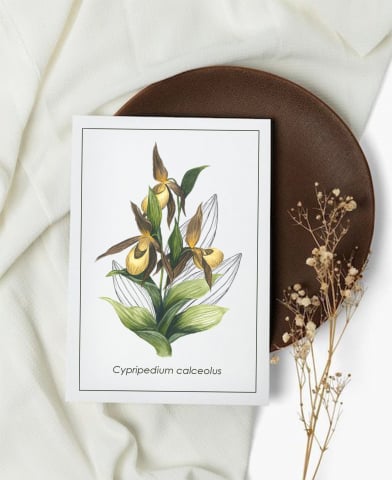 Cartoline - Cartolină Cypripedium