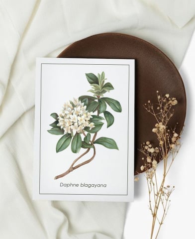 Cartoline - Cartolină Daphne