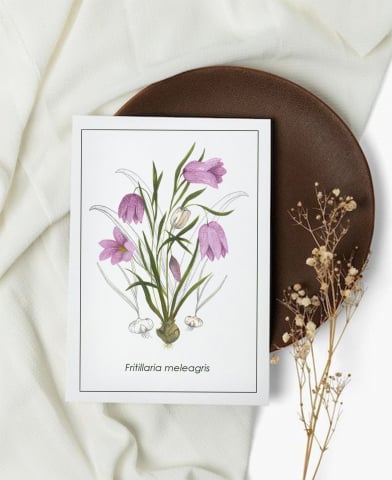 Cartoline - Cartolină Fritillaria