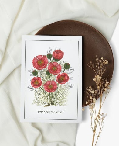 Cartoline - Cartolină Paeonia