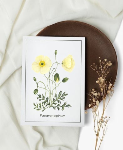 Cartoline - Cartolină Papaver