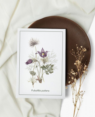 Cartoline - Cartolină Pulsatilla