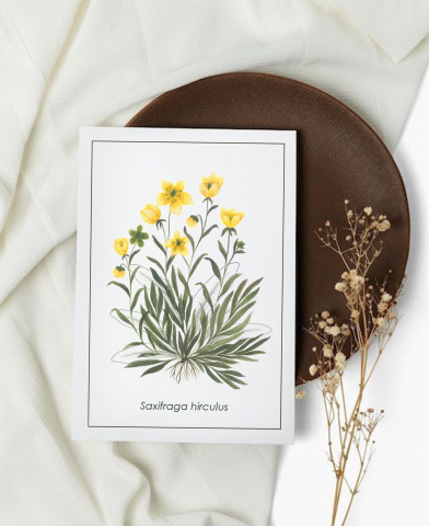 Cartoline - Cartolină Saxifraga