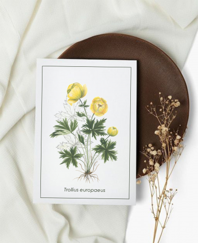 Cartoline - Cartolină Trollius