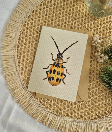 Felicitări - Felicitare