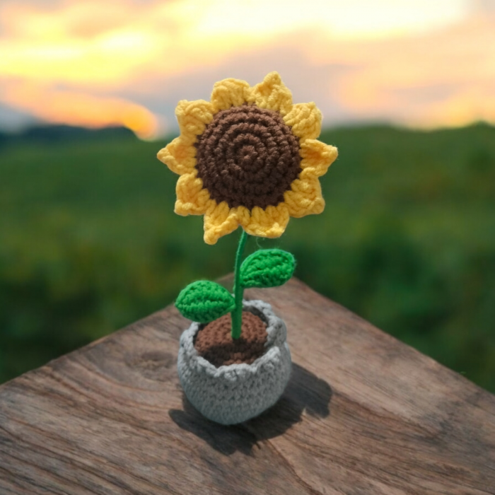 Floarea soarelui in ghiveci [2]