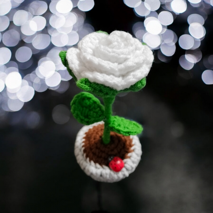 Mini trandafir in ghiveci [2]