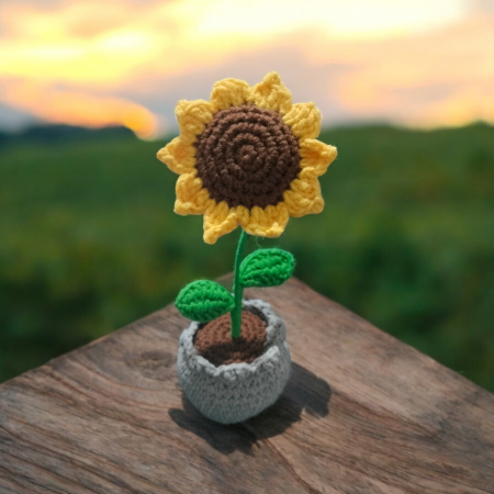 Floarea soarelui in ghiveci [1]