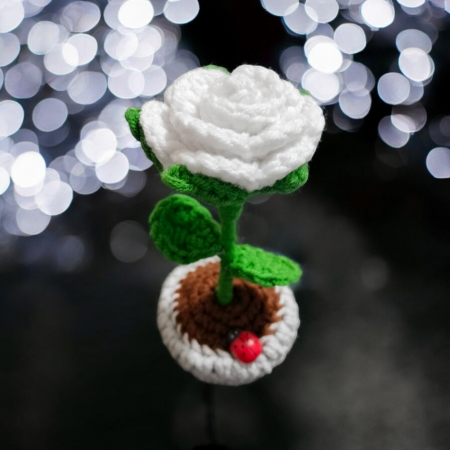 Mini trandafir in ghiveci [1]