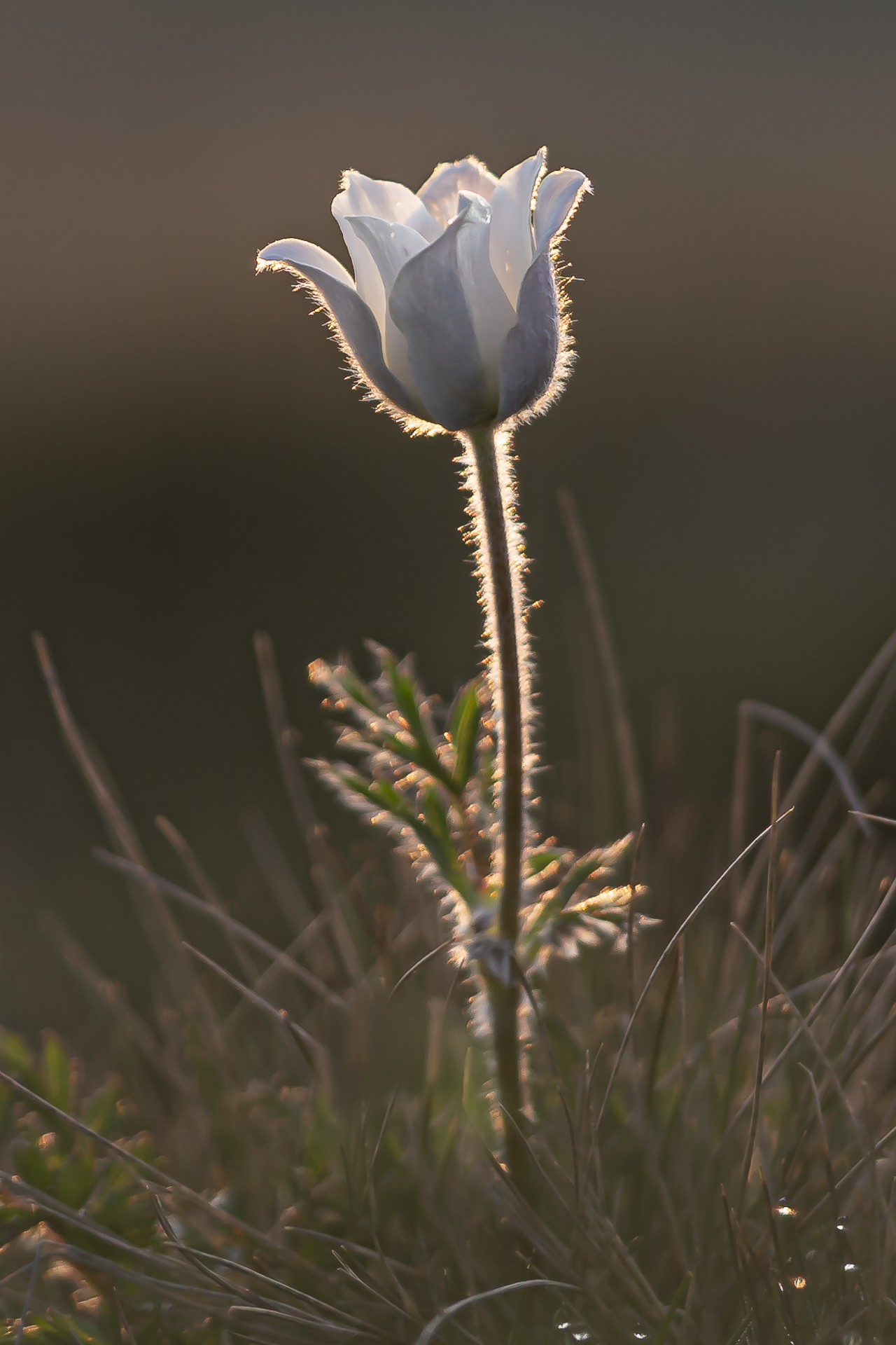 Dedițelul Alb (Piatra Mare)