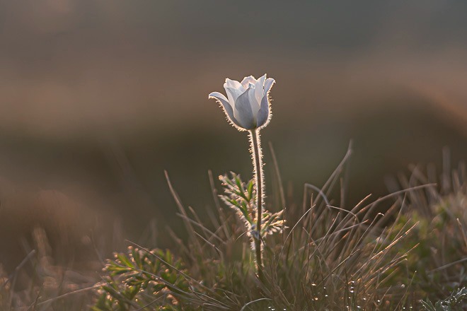 Puritatea Dedițelul alb