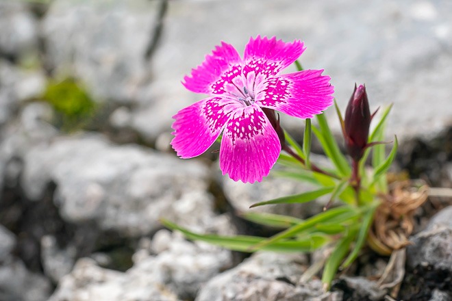 Garofița Pietrei Craiului