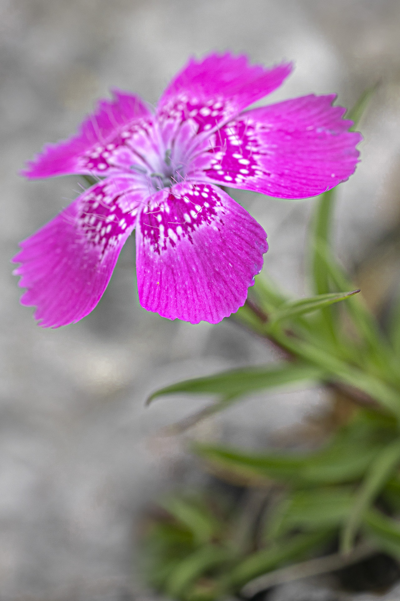 Garofița Pietrei Craiului