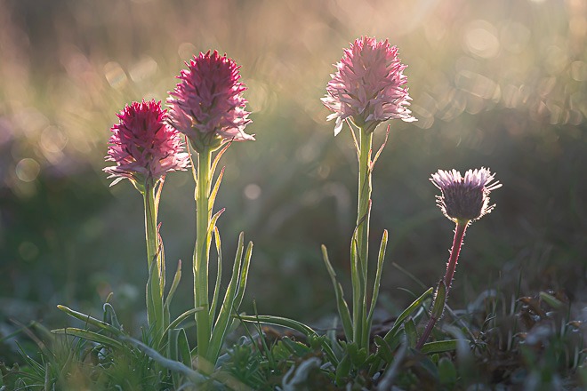 Vörös vitézvér kosbor napkeltekor