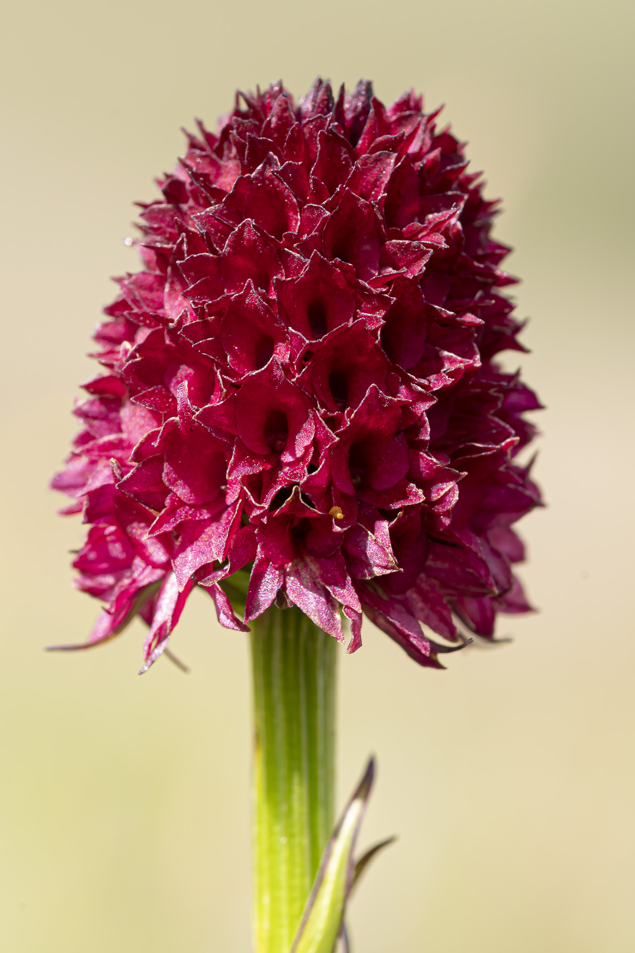 Sângele Voinicului (Bucegi)