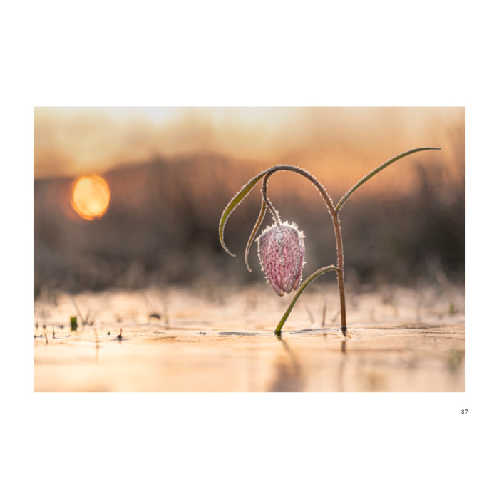 Album-Foto-Art-Floragraf-Petalele-Carpatilor-Nemes-Nandor-Orhidee-Salbatice [10]