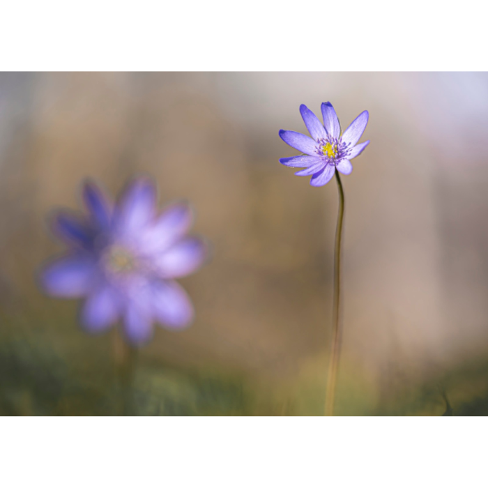 Album-Foto-Art-Floragraf-Petalele-Carpatilor-Nemes-Nandor-Orhidee-Salbatice [4]
