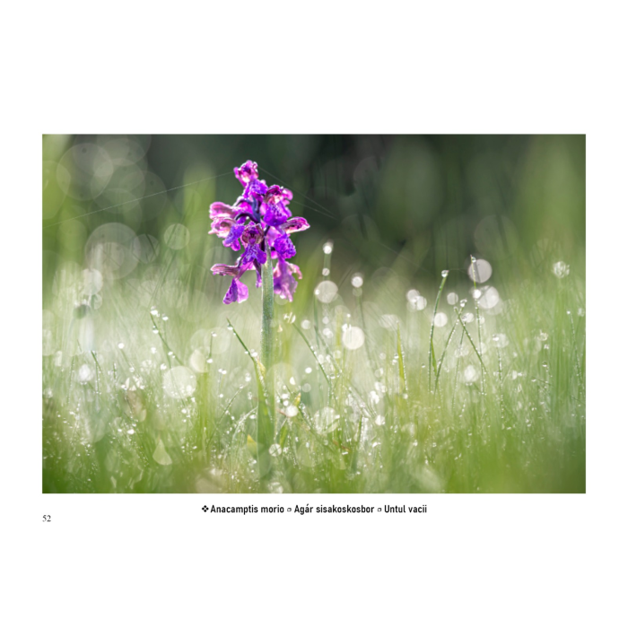 Album-Foto-Art-Floragraf-Petalele-Carpatilor-Nemes-Nandor-Orhidee-Salbatice [11]