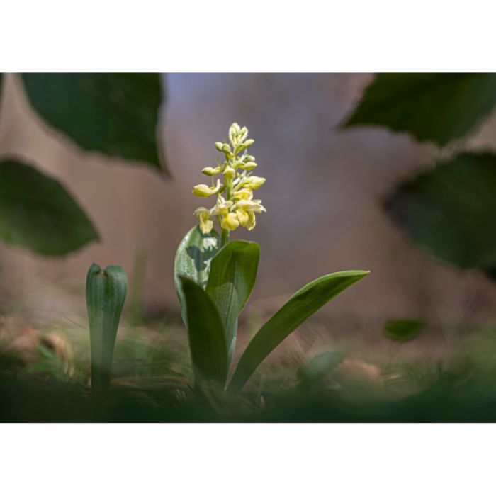 Album-Foto-Art-Floragraf-Petalele-Carpatilor-Nemes-Nandor-Orhidee-Salbatice [2]