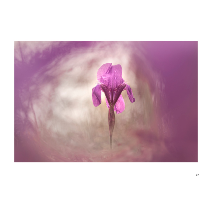 Album-Foto-Art-Floragraf-Petalele-Carpatilor-Nemes-Nandor-Orhidee-Salbatice [9]