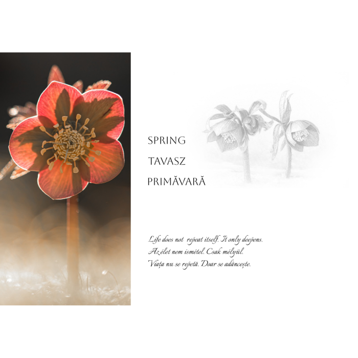 Album-Foto-Art-Floragraf-Petalele-Carpatilor-Nemes-Nandor-Orhidee-Salbatice [7]