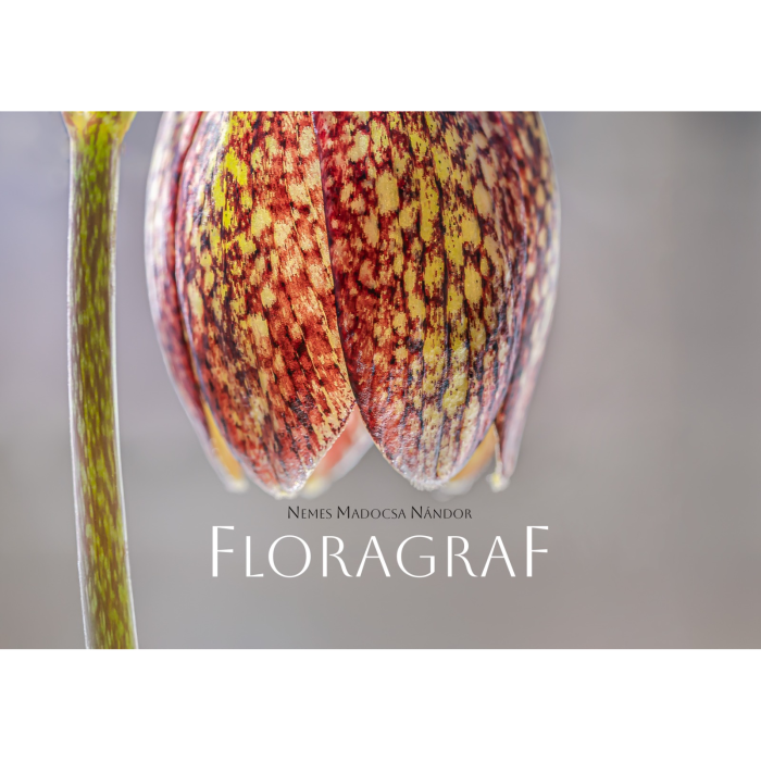 Album-Foto-Art-Floragraf-Petalele-Carpatilor-Nemes-Nandor-Orhidee-Salbatice [5]