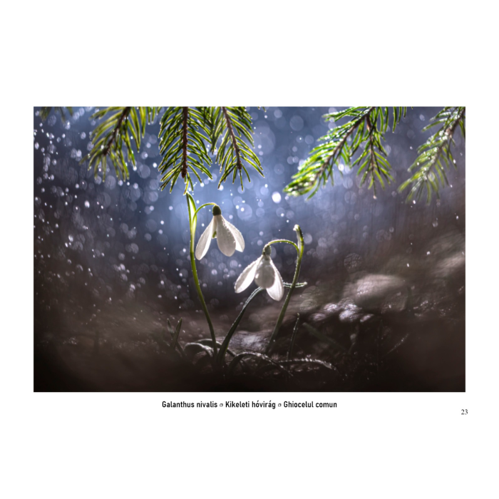 Album-Foto-Art-Floragraf-Petalele-Carpatilor-Nemes-Nandor-Orhidee-Salbatice [12]