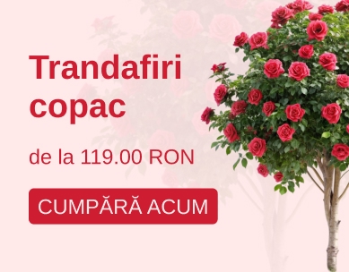 Banner Trandafiri Copac - Mobile