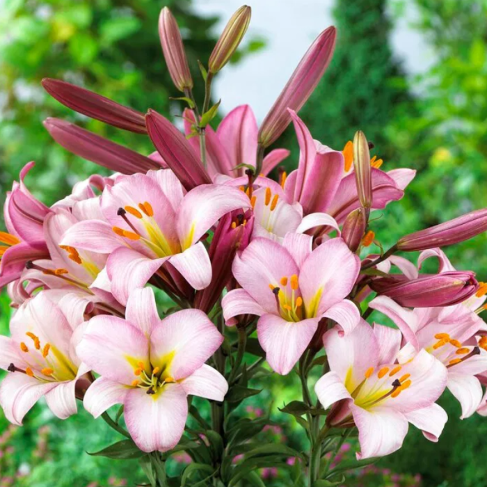 15 buc. Pachet Bulbi Crini Trompeta [4]