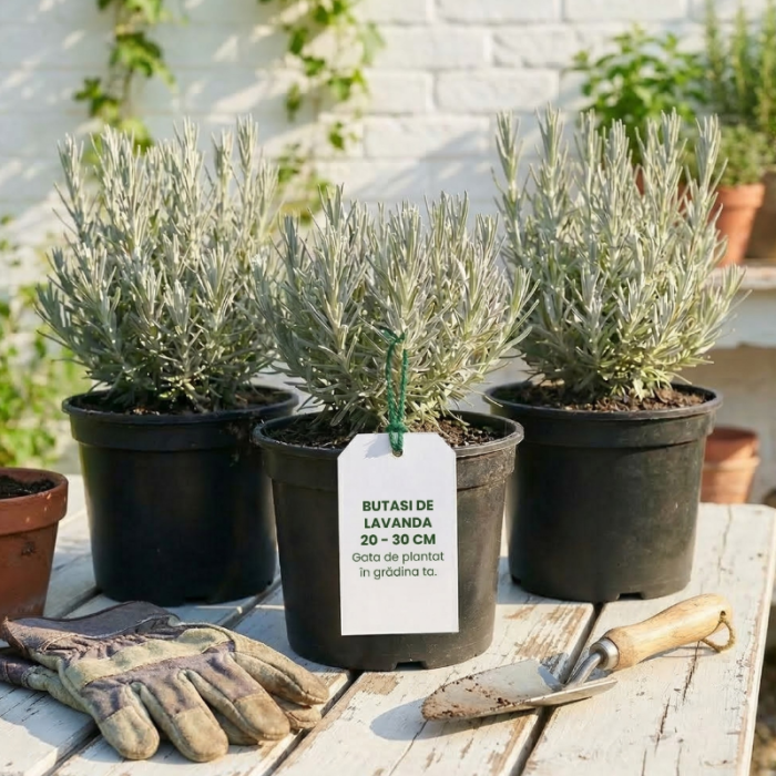 20 buc. Pachet Lavandă Mov Angustifolia - Butași 20-30 cm (Rădăcină Liberă) [4]