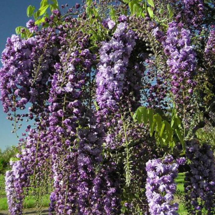 5 buc. Pachet Glicină Mov (Wisteria sinensis) - Plantă Urcătoare - la Ghiveci [3]