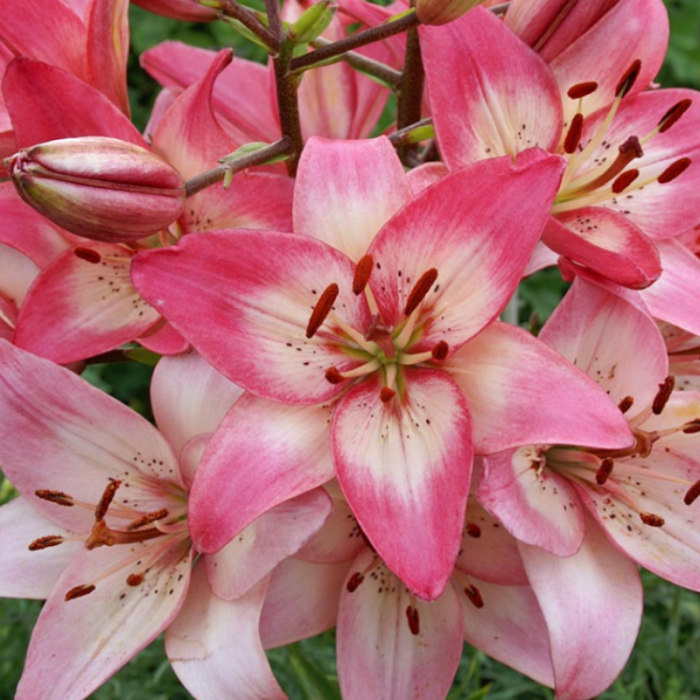 Bulbi Crini Asiatici Bicolori - Rosella's Dream (18/20) [3]