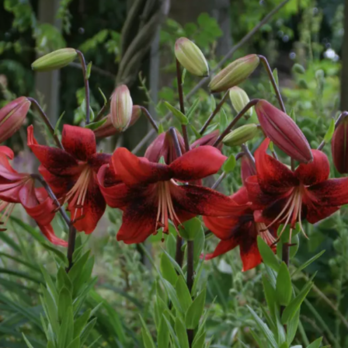 Bulbi Crini Tigru Roșii - Strawberry Event (18/20) [2]