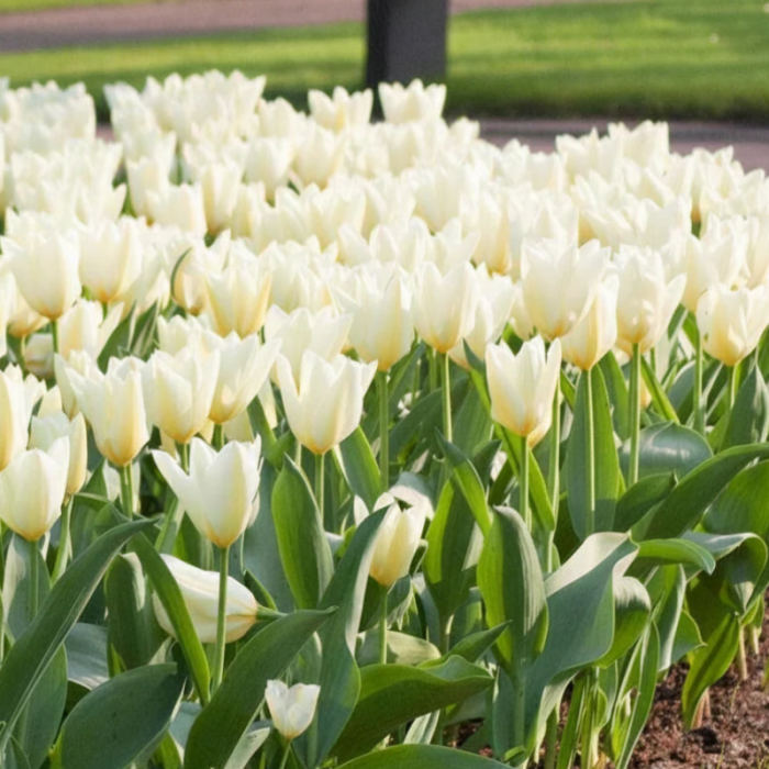Bulbi Lalele Albe Timpurii - Purissima (White Emperor) [4]