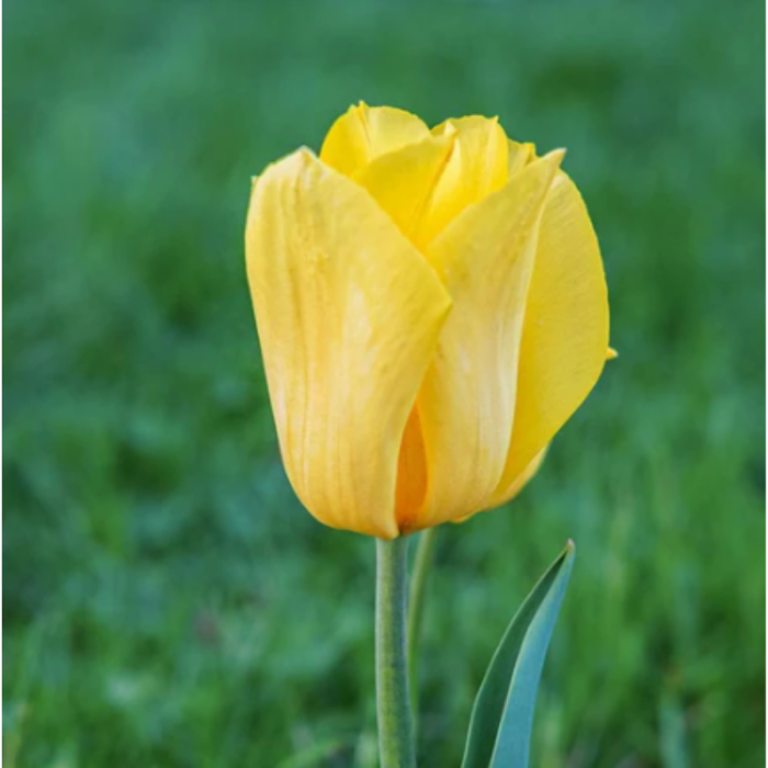 Bulbi Lalele Galbene [4]