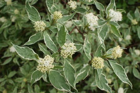 Cornus alba ‘Elegantissima’ - Corn roșu ‘Elegantissima’ [1]