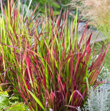 Imperata cylindrica 'Red Baron' – Iarbă japoneză roșie [1]