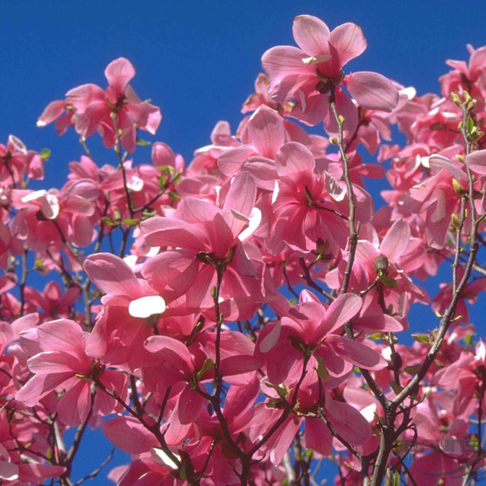 Magnolia Galaxy [2]