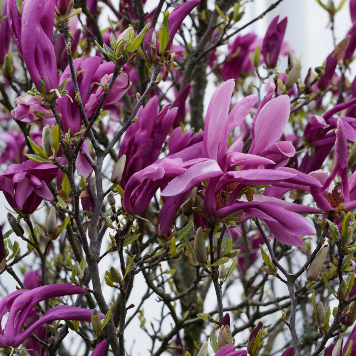 Magnolia liliflora Magnolia purpurie Nigra [1]